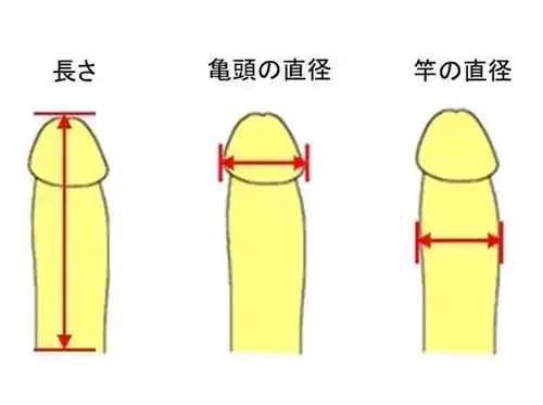 【画像】女さん、残酷な陰茎ランク表を作ってしまうｗｗｗｗｗｗｗｗｗ